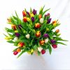 Tulipány pro radost malá