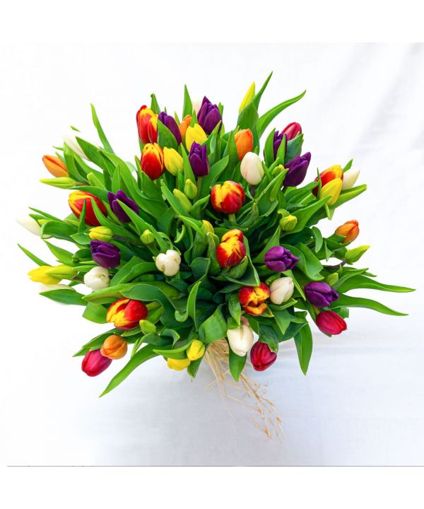 Tulipány pro radost velká